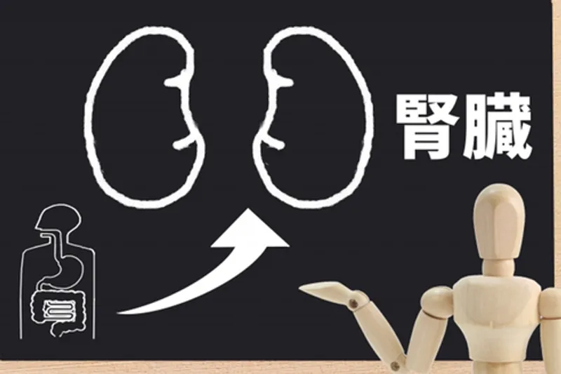 腎臓の画像
