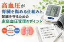 高血圧が腎臓を傷める仕組みと、腎臓を守るための家庭血圧管理のポイント