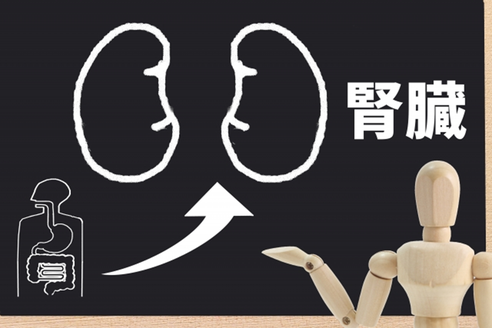 腎臓の画像